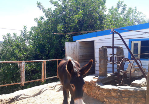 Donkey Balthazar in Alte